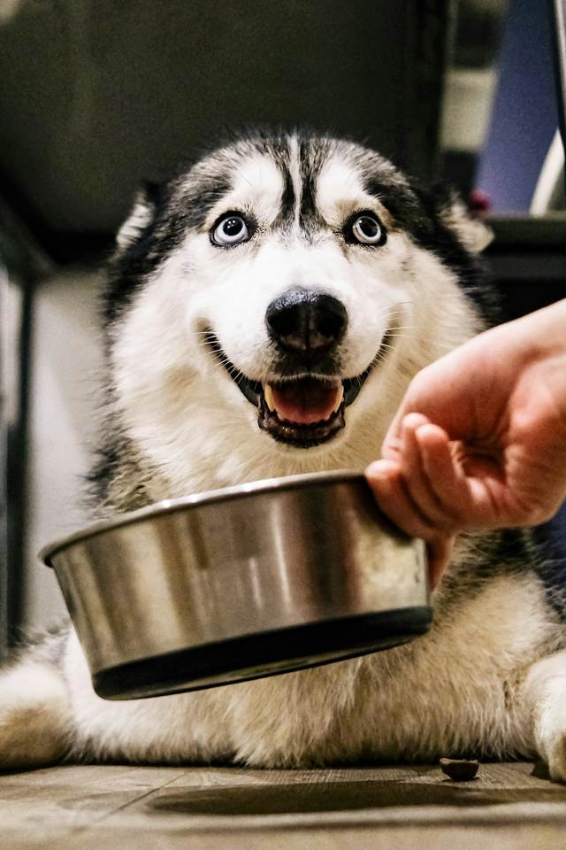 A husky waiting for its steel food bowl