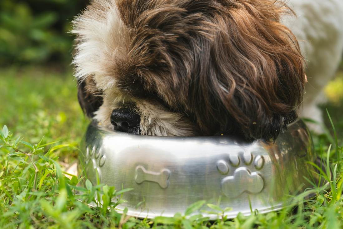 A dog eating from a stainless steel bowl